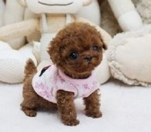 Poodle Puppies