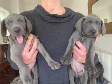 Weimaraner puppies ready now