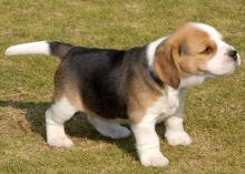 Beagle Puppies