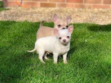 Chihuahua puppies