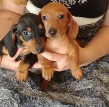 Dachshund puppies available.