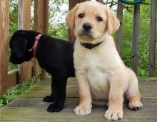 Labrador Retriever puppies