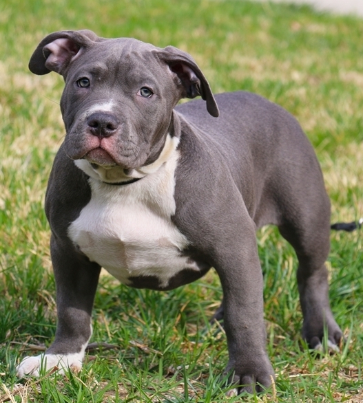American Pitt Bull Terrier puppies for adoption Image eClassifieds4u
