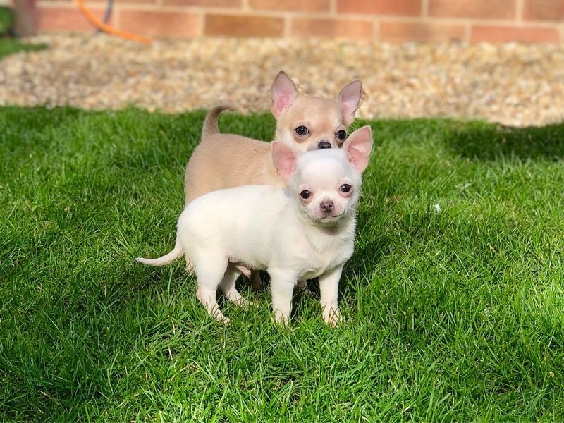 Chihuahua puppies Image eClassifieds4u