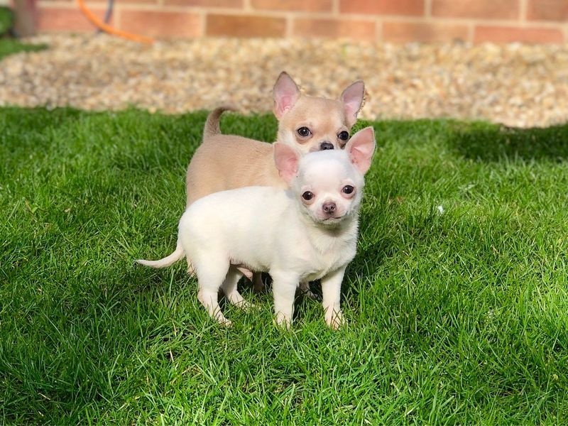Chihuahua puppies Image eClassifieds4u