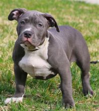 American Pitt Bull Terrier puppies for adoption Image eClassifieds4u 1