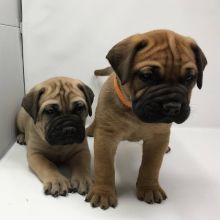 Bullmastiff puppies Image eClassifieds4u 1