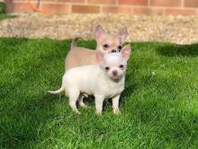 Chihuahua puppies Image eClassifieds4u 1