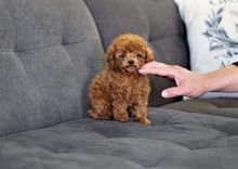 Toy Poodle puppies Image eClassifieds4u 2