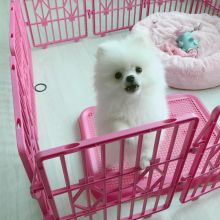 ❤️❤️Teacup pomeranian puppies available❤️❤️ (321) 473 7714