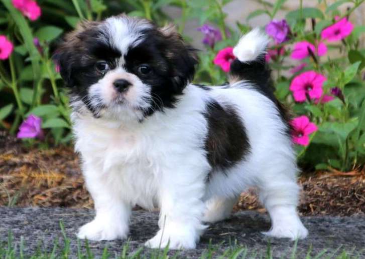 Shih Tzu puppies ready Image eClassifieds4u