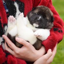 Akita Puppies Waiting For A New Home