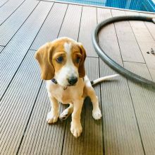 AWESOME PERSONALITY BEAGLE PUPPIES FOR ADOPTION