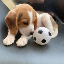 AWESOME PERSONALITY BEAGLE PUPPIES FOR ADOPTION