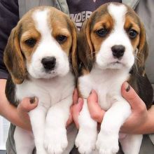 AWESOME PERSONALITY BEAGLE PUPPIES FOR ADOPTION