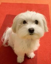 AWESOME PERSONALITY MALTESE PUPPIES FOR ADOPTION