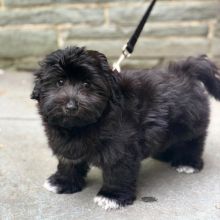 AWESOME PERSONALITY MALTESE PUPPIES FOR ADOPTION