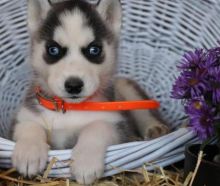 Kelowna Husky Dogs Puppies For Sale Classifieds At Eclassifieds 4u