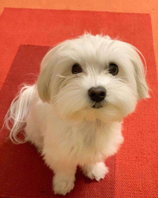 AWESOME PERSONALITY MALTESE PUPPIES FOR ADOPTION Image eClassifieds4u