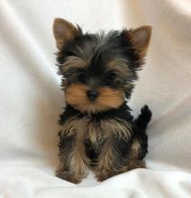 Cute male and female Yorkie puppies available. Image eClassifieds4u