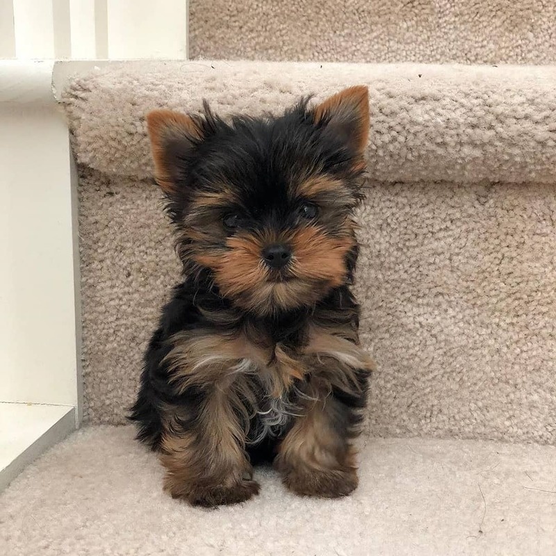 Cute male and female Yorkie puppies available. Image eClassifieds4u