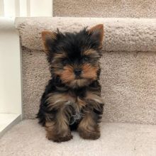 Cute male and female Yorkie puppies available. Image eClassifieds4u 2