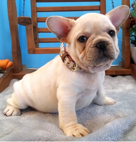 Lovely French Bulldog ready for forever homes!!email info@starmanpetshop.com or text +1 575-303-5071 Image eClassifieds4u