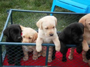 (Wonderful Labrador Retriever Puppies For Adoption - 12Weeks Old) Image eClassifieds4u