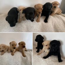 ADORABLE LABRADOR PUPPIES FOR ADOPTION