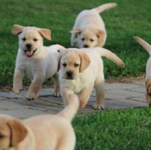 Cute baby male and female Labrador puppies up for re homing