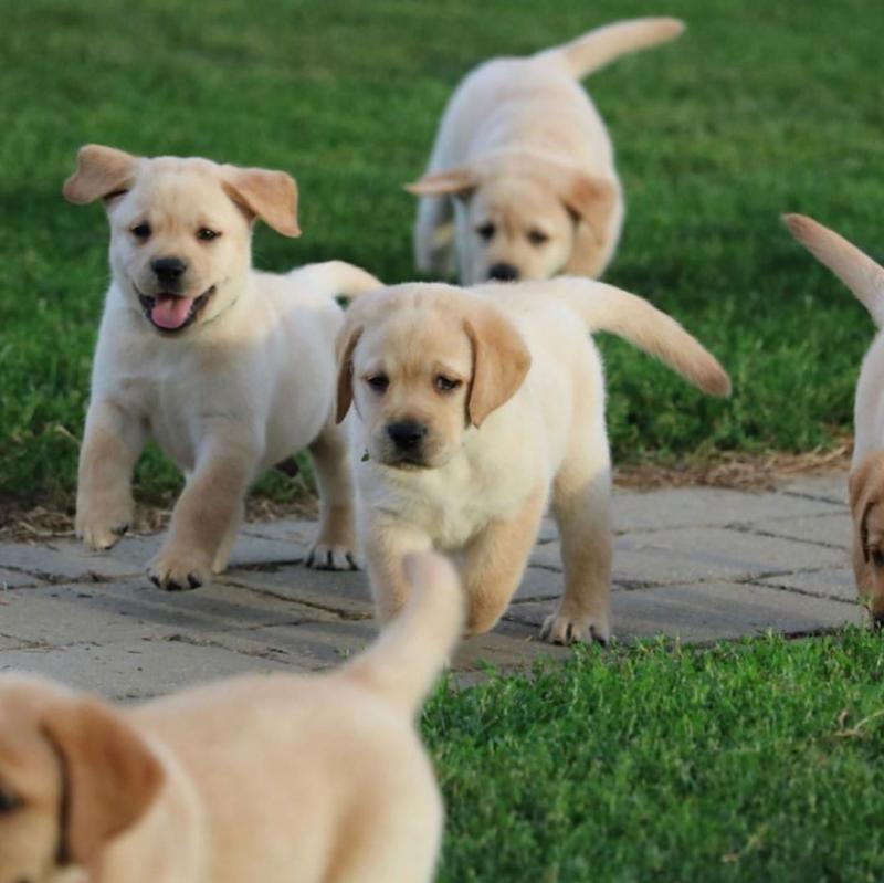 Cute baby male and female Labrador puppies up for re homing Image eClassifieds4u