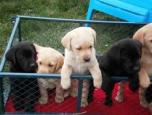 (Wonderful Labrador Retriever Puppies For Adoption - 12Weeks Old) Image eClassifieds4U