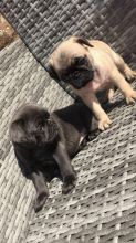 Awesome Pug Puppies Available Image eClassifieds4U
