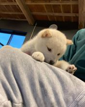 Cute Shiba Inu Puppies