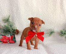  Pit Bull Terrier Pups available✿✿ Email at ⇛⇛ [baldsandhar@gmail.com]