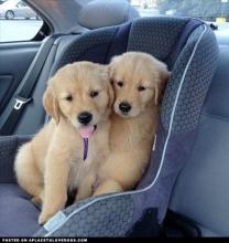Golden Retriever puppies ready for rehoming