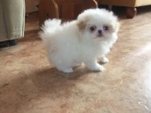 Japanese Chin puppies available now