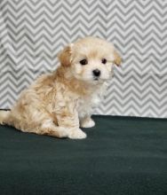 Tiny Cute Maltipoo puppies ready now