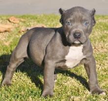 Amerian Pitt Bull Terrier puppies ready