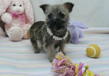 Cute Cairn Terrier puppies