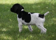 German Short Hair Pointer puppies