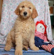 Goldendoodle Puppies