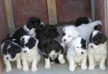 portuguese water dog puppies