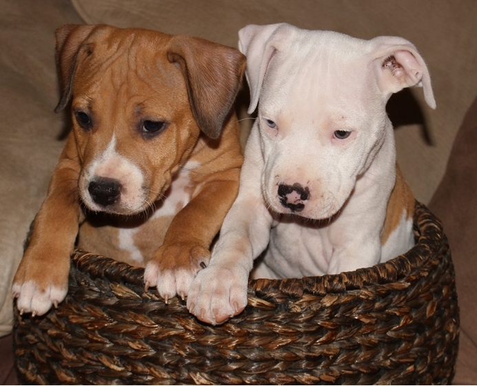 American Staffordshire Terrier puppies Image eClassifieds4u