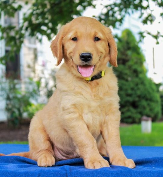 Golden Retriever Puppies Image eClassifieds4u