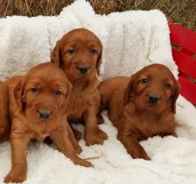Irish Setter Puppies Image eClassifieds4U