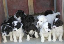 portuguese water dog puppies Image eClassifieds4u