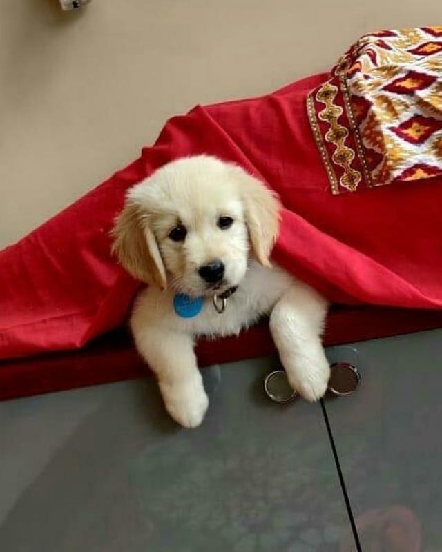 Cute Lovely Golden retrievers Puppies Male and Female for adoption Image eClassifieds4u