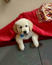 Cute Lovely Golden retrievers Puppies Male and Female for adoption