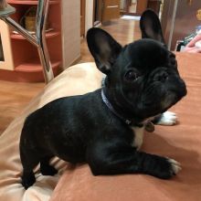 AWESOME PERSONALITY FRENCH BULLDOG PUPPIES FOR ADOPTION